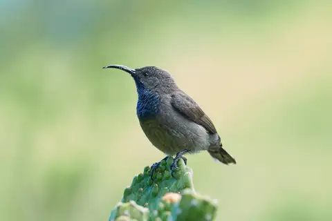 Seychelles Sunbird