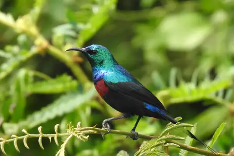 Red-chested Sunbird