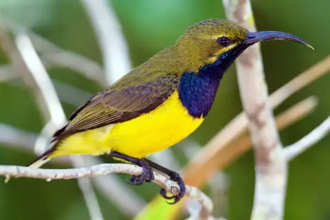 Sahul Sunbird