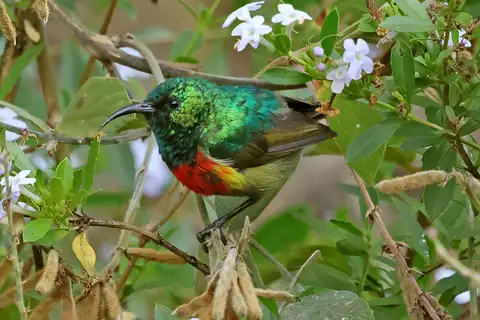 Forest Double-collared Sunbird