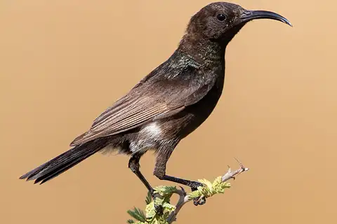 Dusky Sunbird