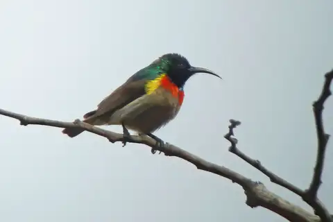 Western Miombo Sunbird