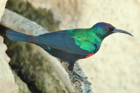Arabian Sunbird
