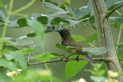 Humblot's Sunbird