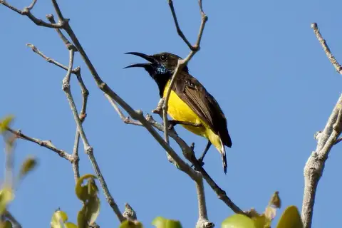 Tukangbesi Sunbird