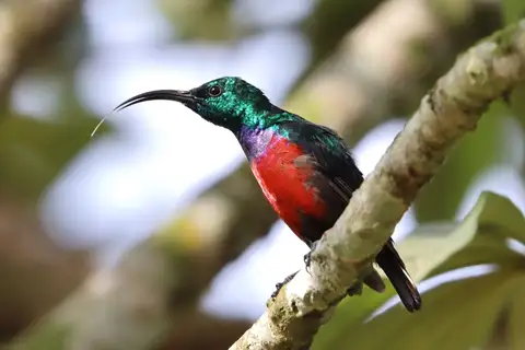 Johanna's Sunbird