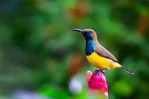 Garden Sunbird
