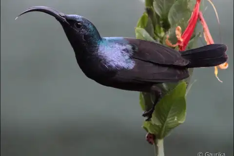 Loten's Sunbird