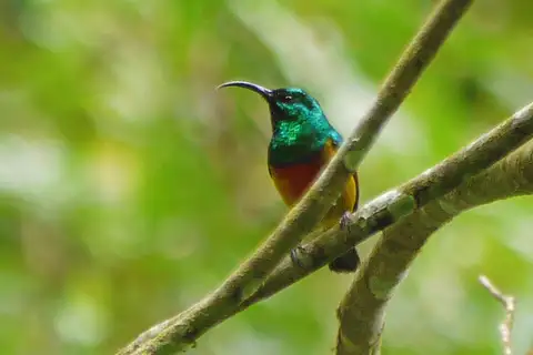 Loveridge's Sunbird