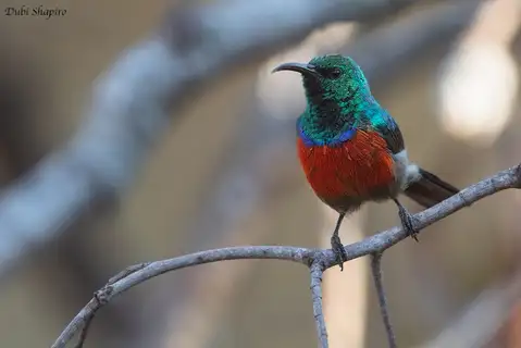 Ludwig's Double-collared Sunbird