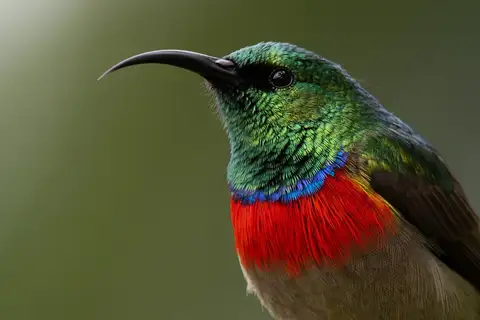Eastern Miombo Sunbird