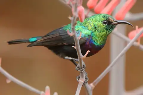 Marico Sunbird