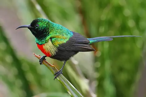 Gorgeous Sunbird