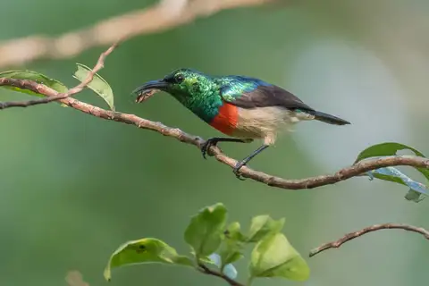 Tiny Sunbird