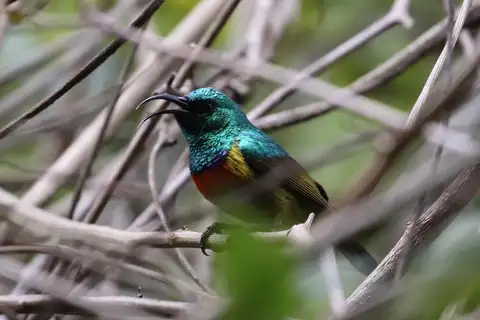 Moreau's Sunbird