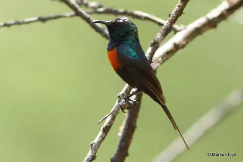 Black-bellied Sunbird