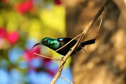 Malagasy Green Sunbird