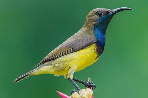 Ornate Sunbird