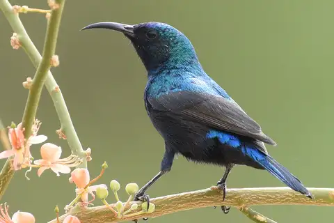 Palestine Sunbird