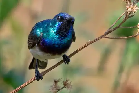 Oustalet's Sunbird