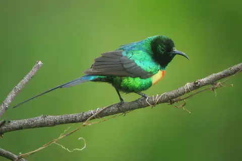 Beautiful Sunbird