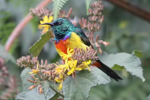 Regal Sunbird