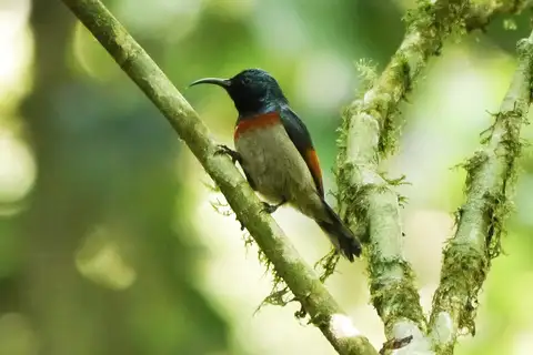 Rufous-winged Sunbird