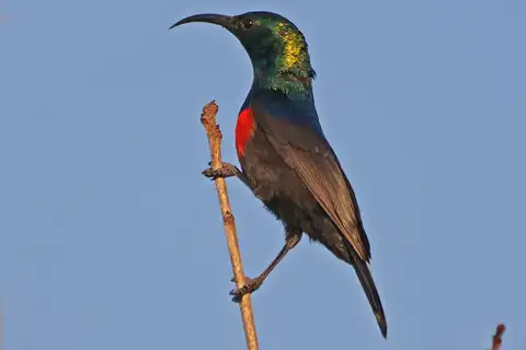 Shelley's Sunbird