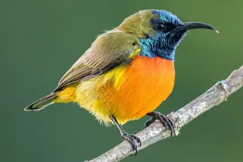 Flame-breasted Sunbird