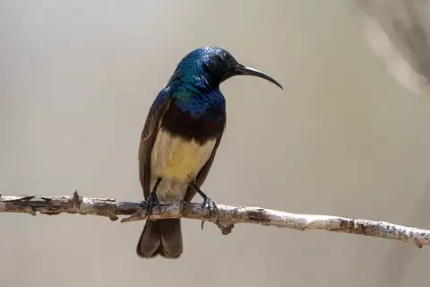 Souimanga Sunbird