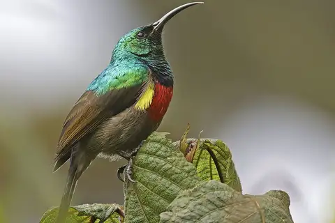 Stuhlmann's Sunbird