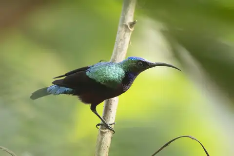 Superb Sunbird