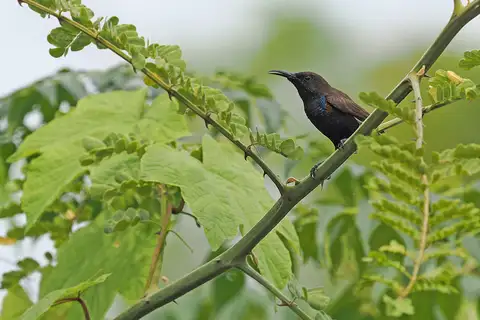 Flores Sea Sunbird