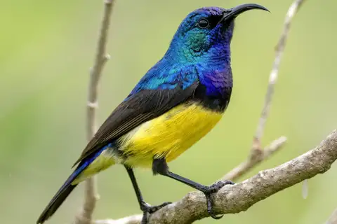 Variable Sunbird