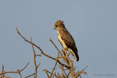 Beaudouin's Snake Eagle