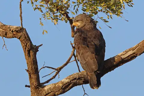 Western Banded Snake Eagle