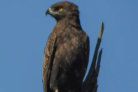 Brown Snake Eagle