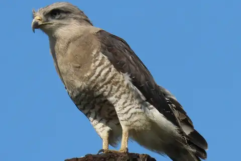 Southern Banded Snake Eagle