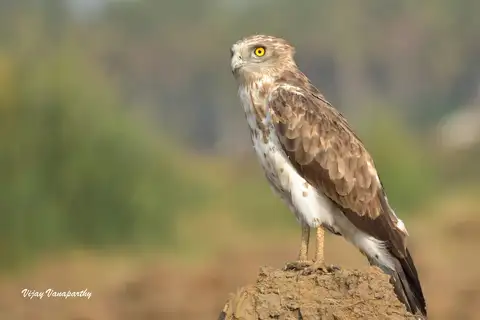 Short-toed Snake Eagle
