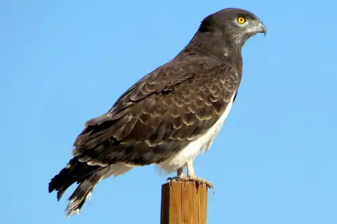 Black-chested Snake Eagle