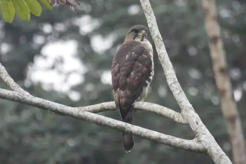 Congo Serpent Eagle