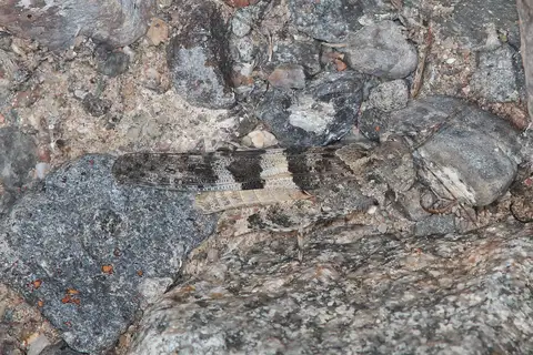 Carlinian Snapper