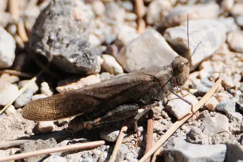 Rattling Grasshopper