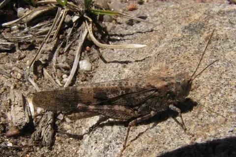 Wrangler Grasshopper