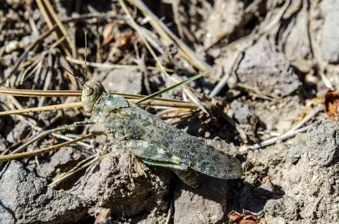 Undulant-Winged Grasshopper