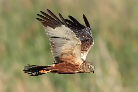 Western Marsh Harrier