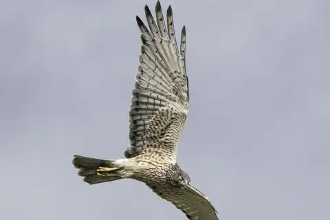 Swamp Harrier