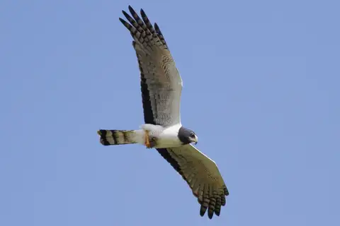 Long-winged Harrier