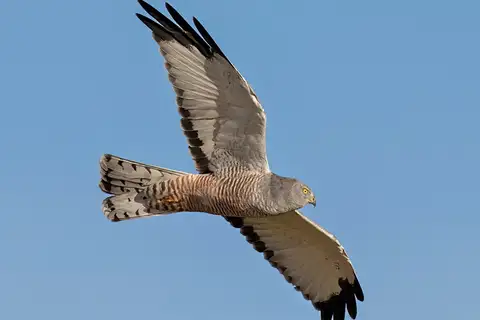 Cinereous Harrier