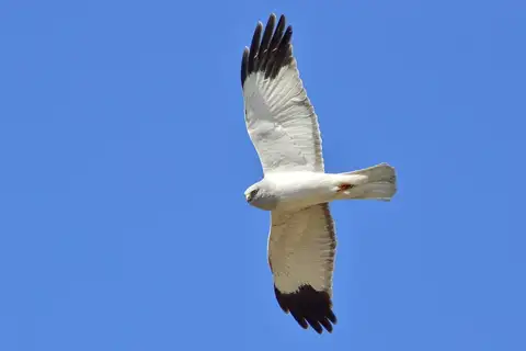 Hen Harrier